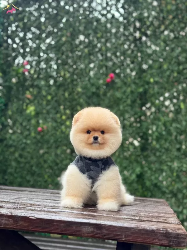 Ayıcık Surat Pomeranian Boo Yavrular