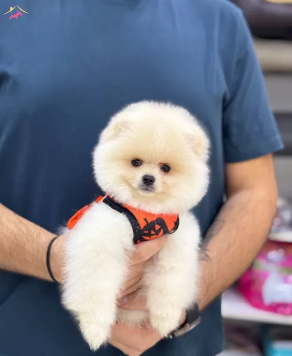 Ayıcık Surat Pomeranian Boo Yavrular