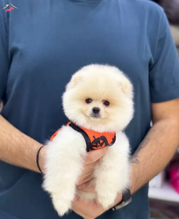 Ayıcık Surat Pomeranian Boo Yavrular