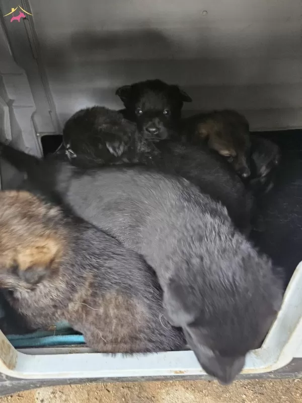 German Shepherd Working Line