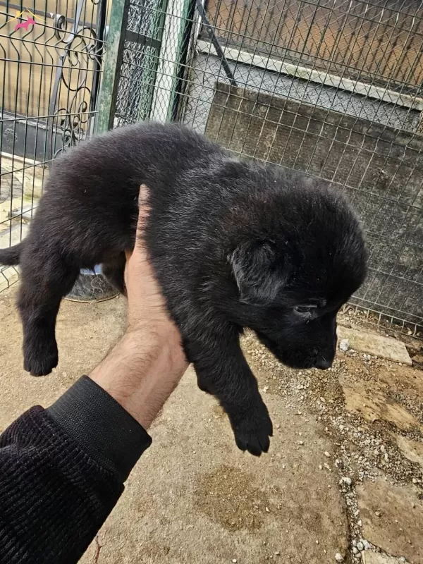 German Shepherd Working Line