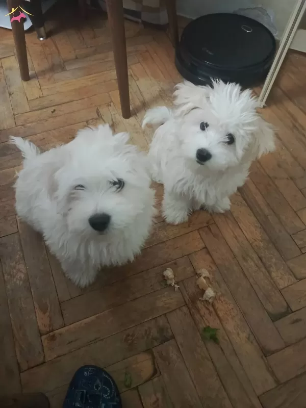 Kıvırcık Maltese Terrier
