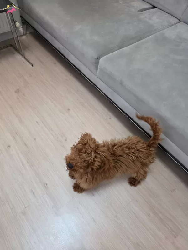 6 Aylık Yavru Sizleri Bekliyor