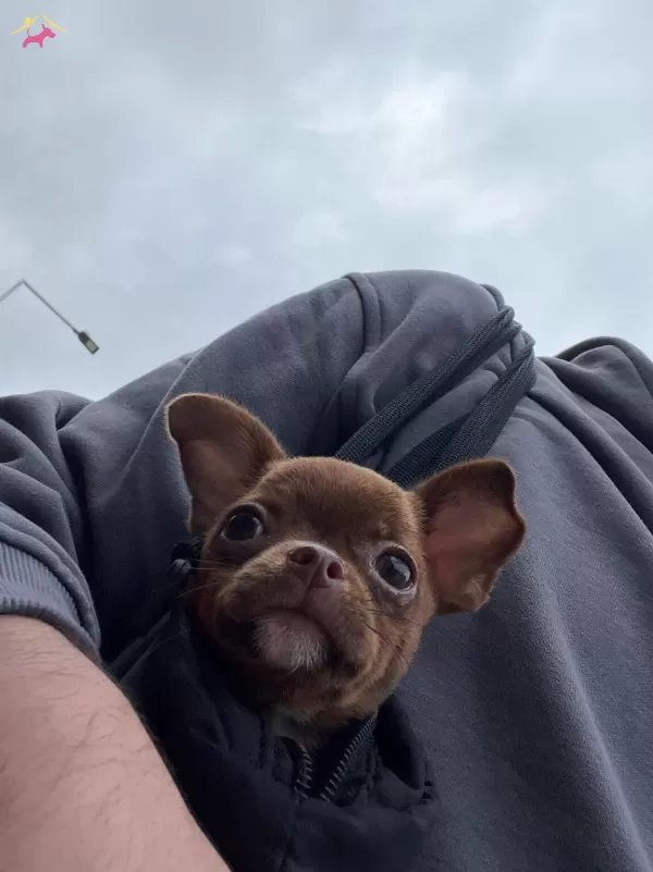 Chihuahua Kahverengi 3 5 Aylık Yavru Kopek