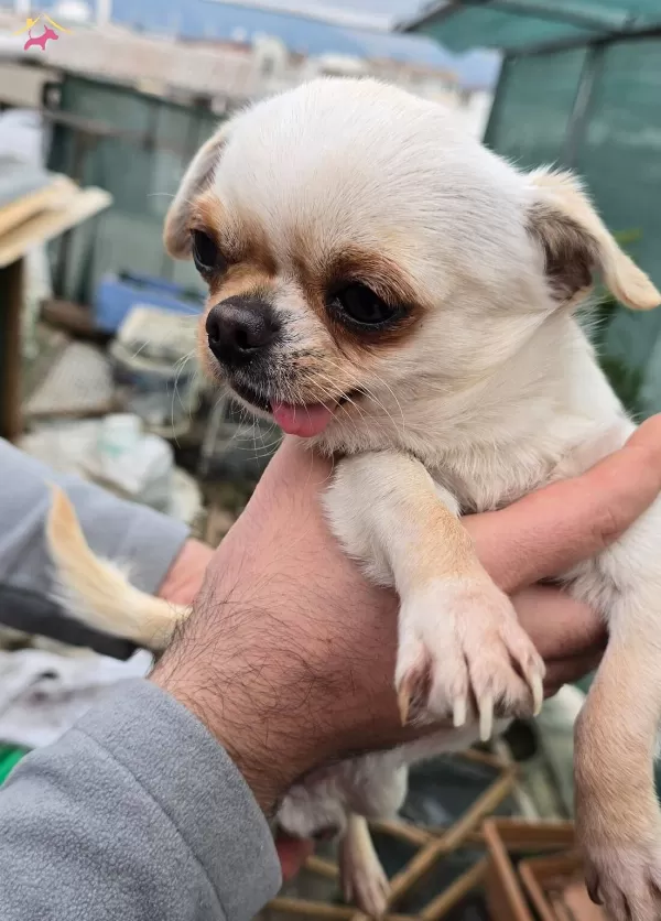 Chihuahua Sivava Pinscher