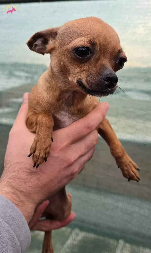 Chihuahua Sivava Pinscher