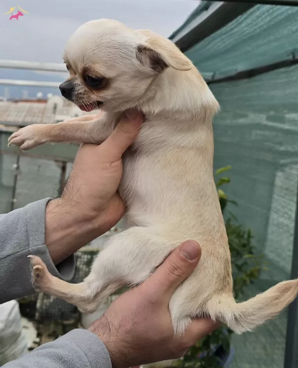 Chihuahua Sivava Pinscher