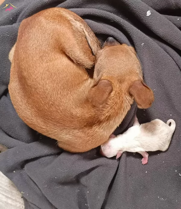 Chihuahua Sivava Pinscher