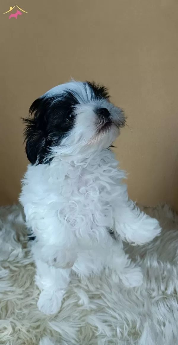 Disi Teacup Maltipoo Yavruları