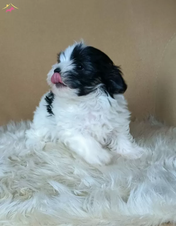 Disi Teacup Maltipoo Yavruları