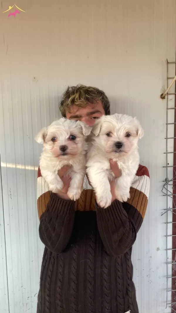 Orjinal Beyaz Maltese Terrier Yavrularımiz