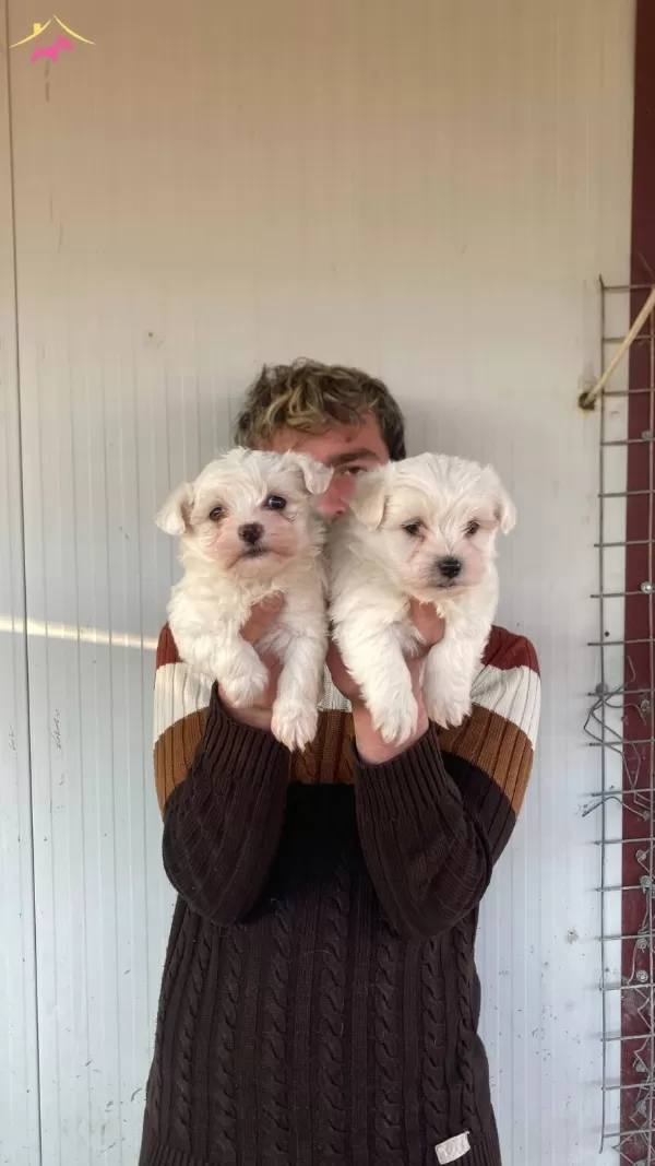 Orjinal Beyaz Maltese Terrier Yavrularımiz