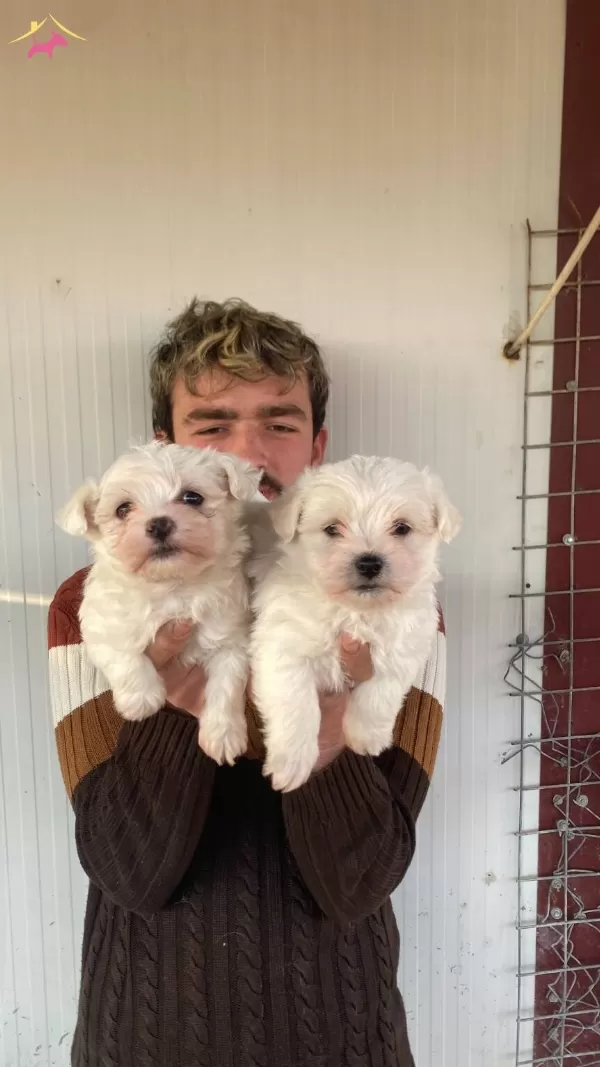 Orjinal Beyaz Maltese Terrier Yavrularımiz