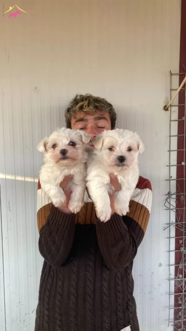 Orjinal Beyaz Maltese Terrier Yavrularımiz