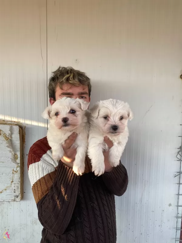 Orjinal Beyaz Maltese Terrier Yavrularımiz