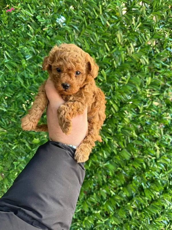 kıpkırmızı Red Toy Poodle Yavrumuz