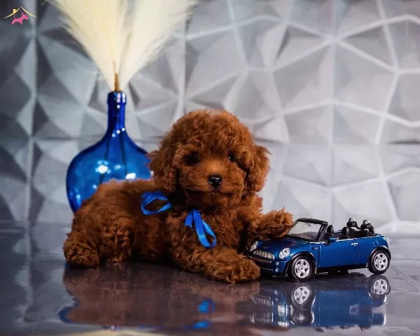 Irkının En güzel Poodle Bebekleri
