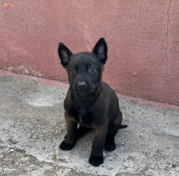 A Kalite Maskeli Belcika Malinois Yavrular