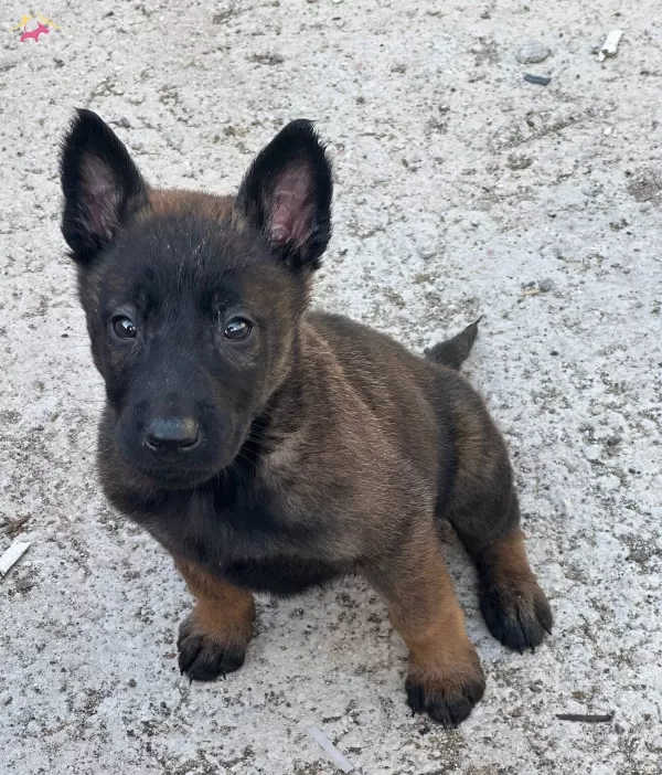 A Kalite Maskeli Belcika Malinois Yavrular
