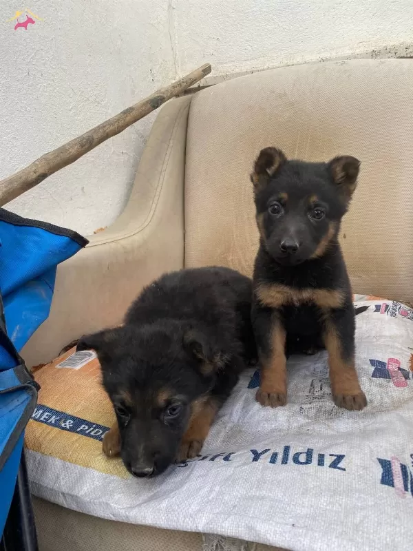 Disi Alman Kurdu Yavruları Eğitimli Safkan