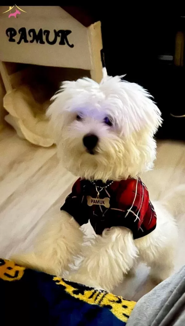 Maltese Terrier Cinsi Yavrular Ev Uretimi