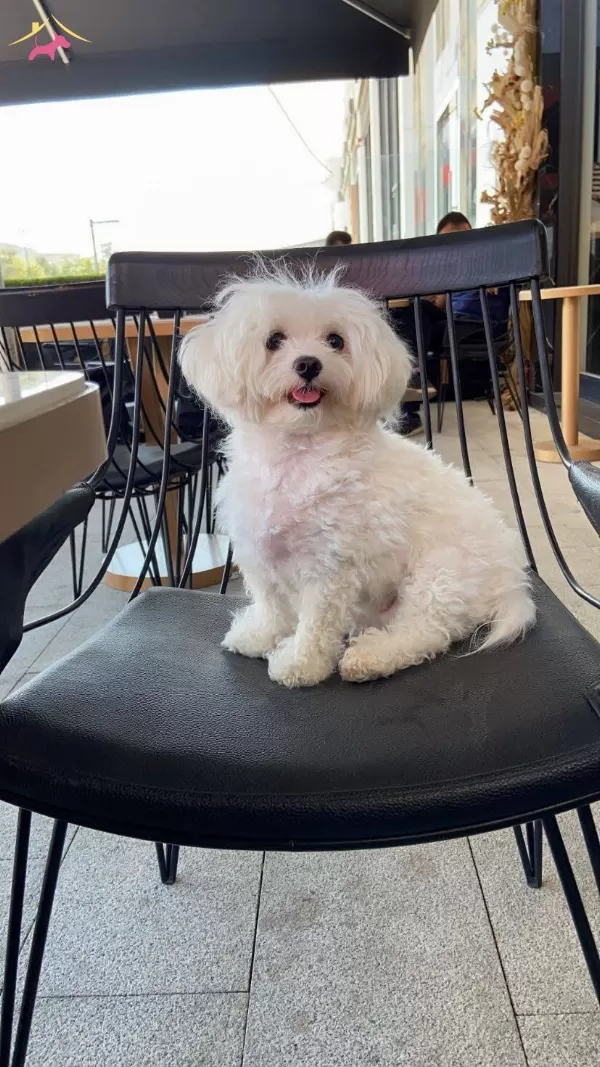 Maltese Terrier Cinsi Yavrular Ev Uretimi