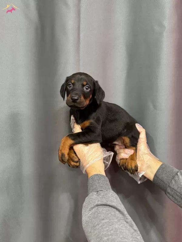 Siyah Renk Doberman Yavruları