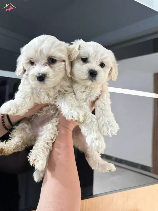 Kar Beyaz Maltese Terrier Cinsi