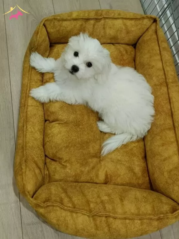 2 5 Aylık Yavru Orjinal Disi Maltess Terrier