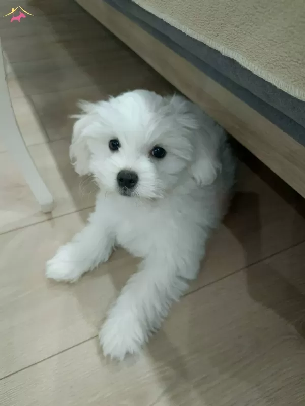 2 5 Aylık Yavru Orjinal Disi Maltess Terrier