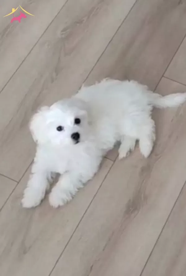 2 5 Aylık Yavru Orjinal Disi Maltess Terrier