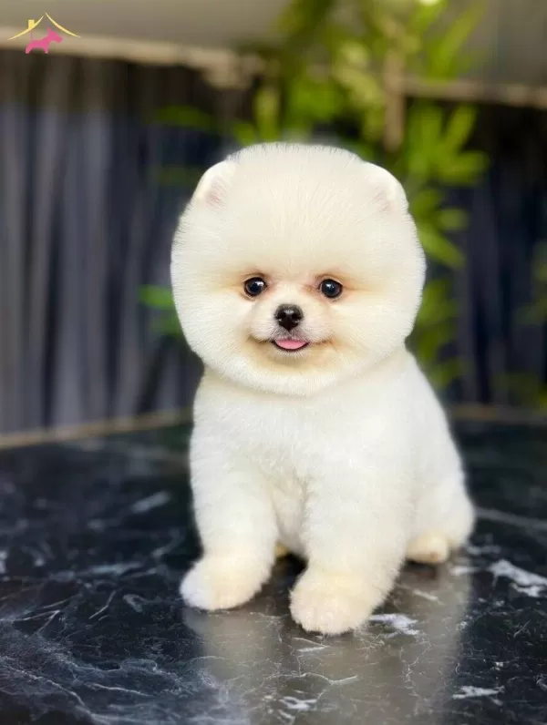 Adı Boo Degil Kendisi Teddy Bear