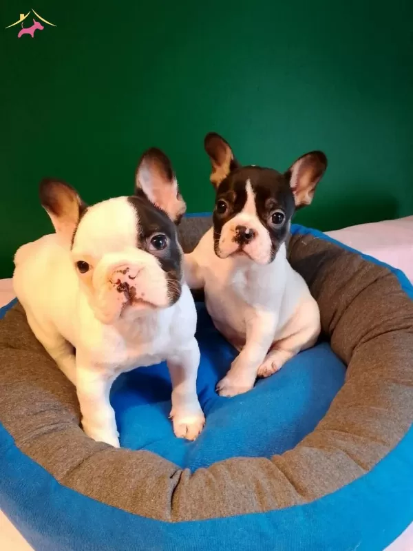 A Kalite Yarasa Kulak French Bulldog Yavrular