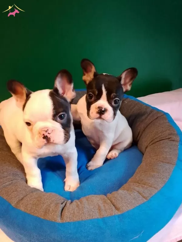 A Kalite Yarasa Kulak French Bulldog Yavrular