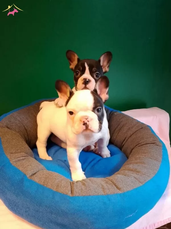 A Kalite Yarasa Kulak French Bulldog Yavrular