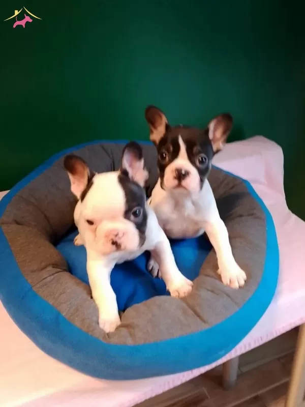 A Kalite Yarasa Kulak French Bulldog Yavrular