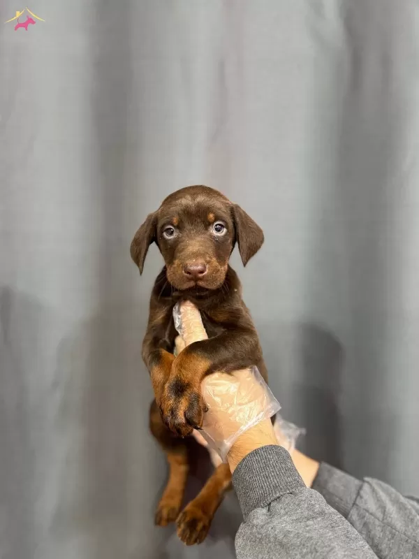 King Doberman Yavrularımız