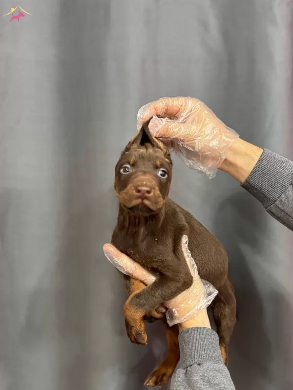 King Doberman Yavrularımız