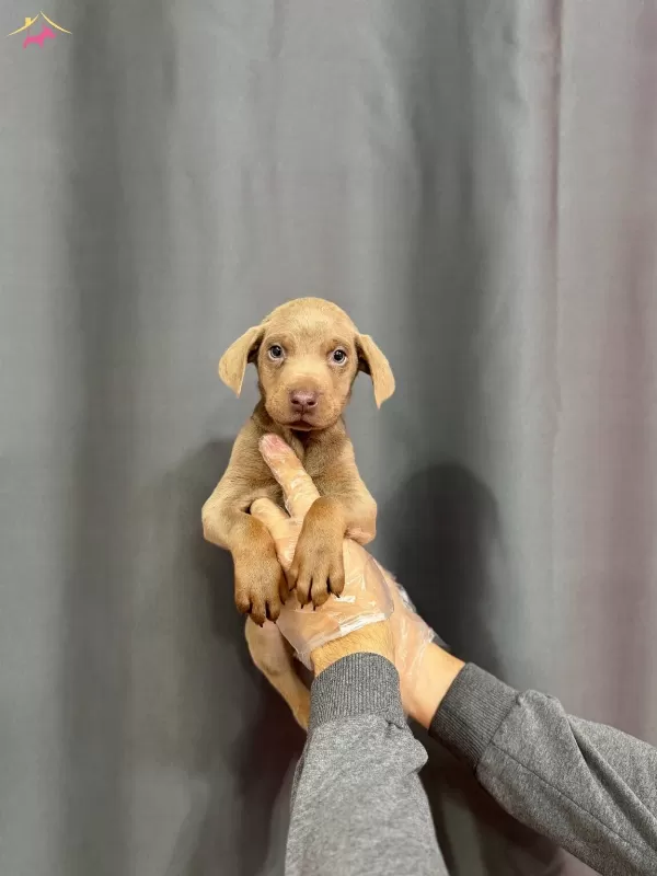 Ozel Lilac Renkte Doberman Yavrumuz