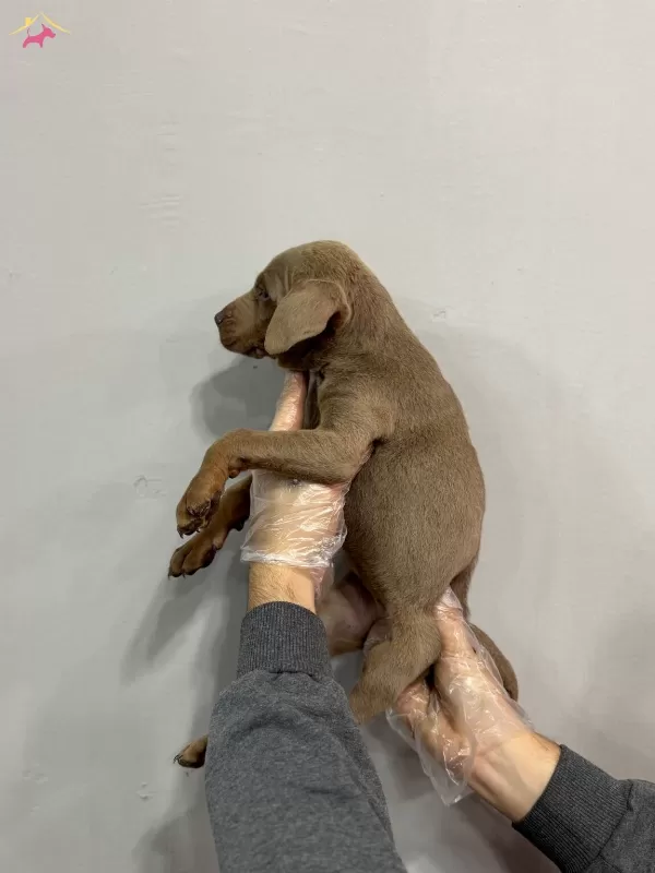 Ozel Lilac Renkte Doberman Yavrumuz