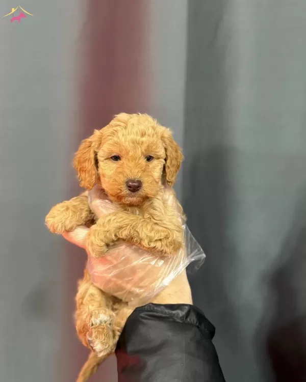 Renkli Gozlu Maltipoo Bebeklerimiz