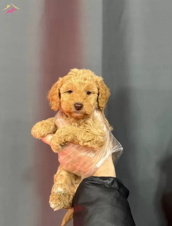 Renkli Gozlu Maltipoo Bebeklerimiz