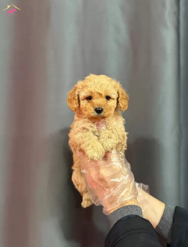 Biblo yüzlü Maltipoo Yavrular