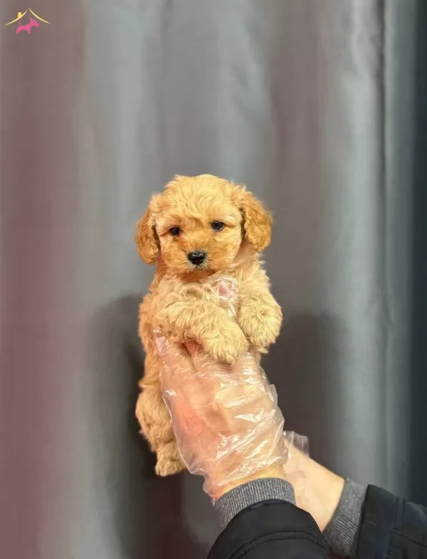 Biblo yüzlü Maltipoo Yavrular