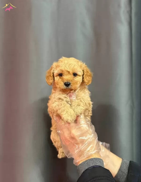 Biblo yüzlü Maltipoo Yavrular