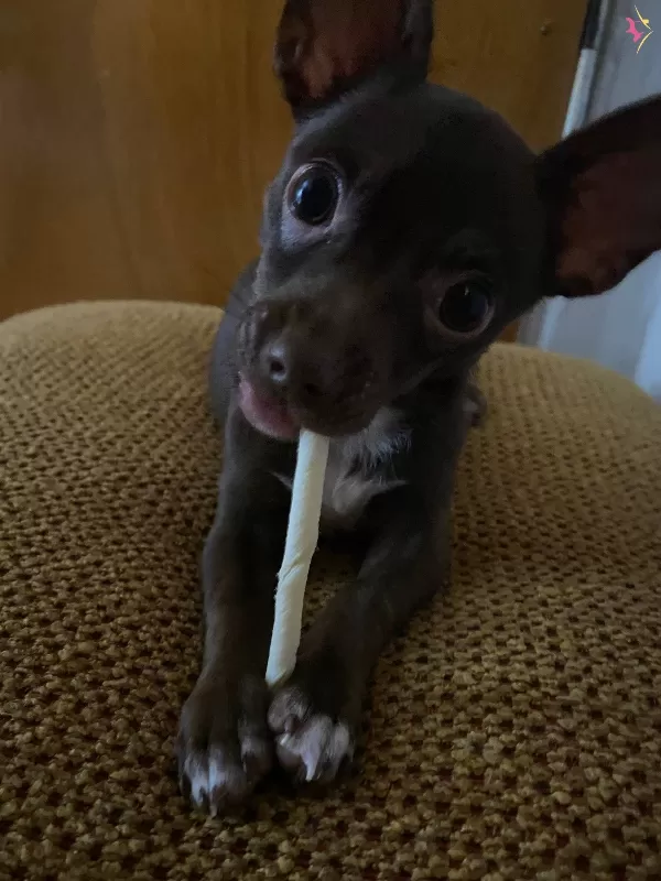 Erkek 4 5 Aylık Chihuahua Sivava