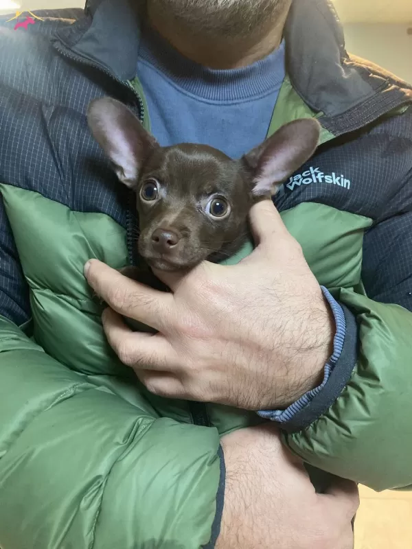 Erkek 4 5 Aylık Chihuahua Sivava