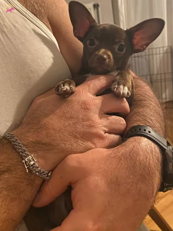 Erkek 4 5 Aylık Chihuahua Sivava