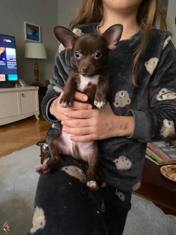 Erkek 4 5 Aylık Chihuahua Sivava