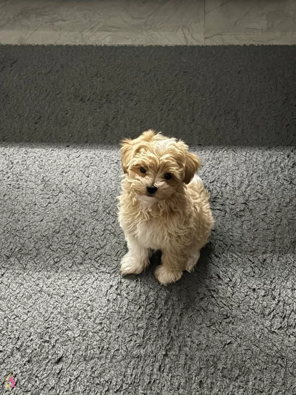 Orjinal Kore Maltipoo